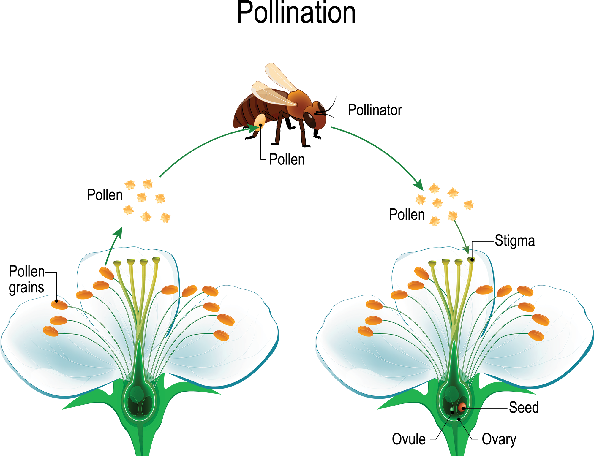 Home Repollinate Protecting Pollinators