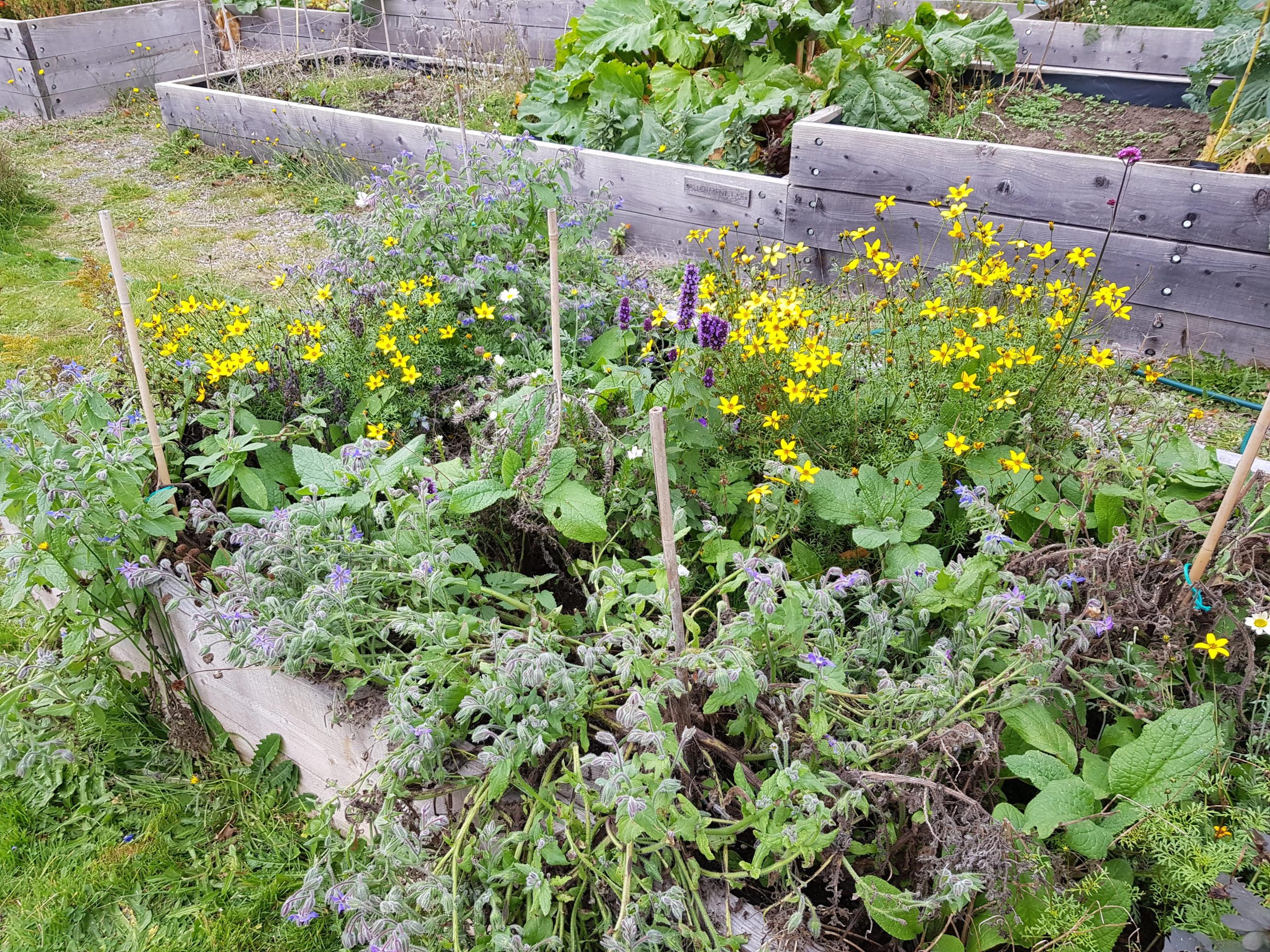 Bee Bed in Oct 22(1)1