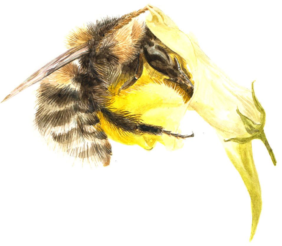 bee(1)