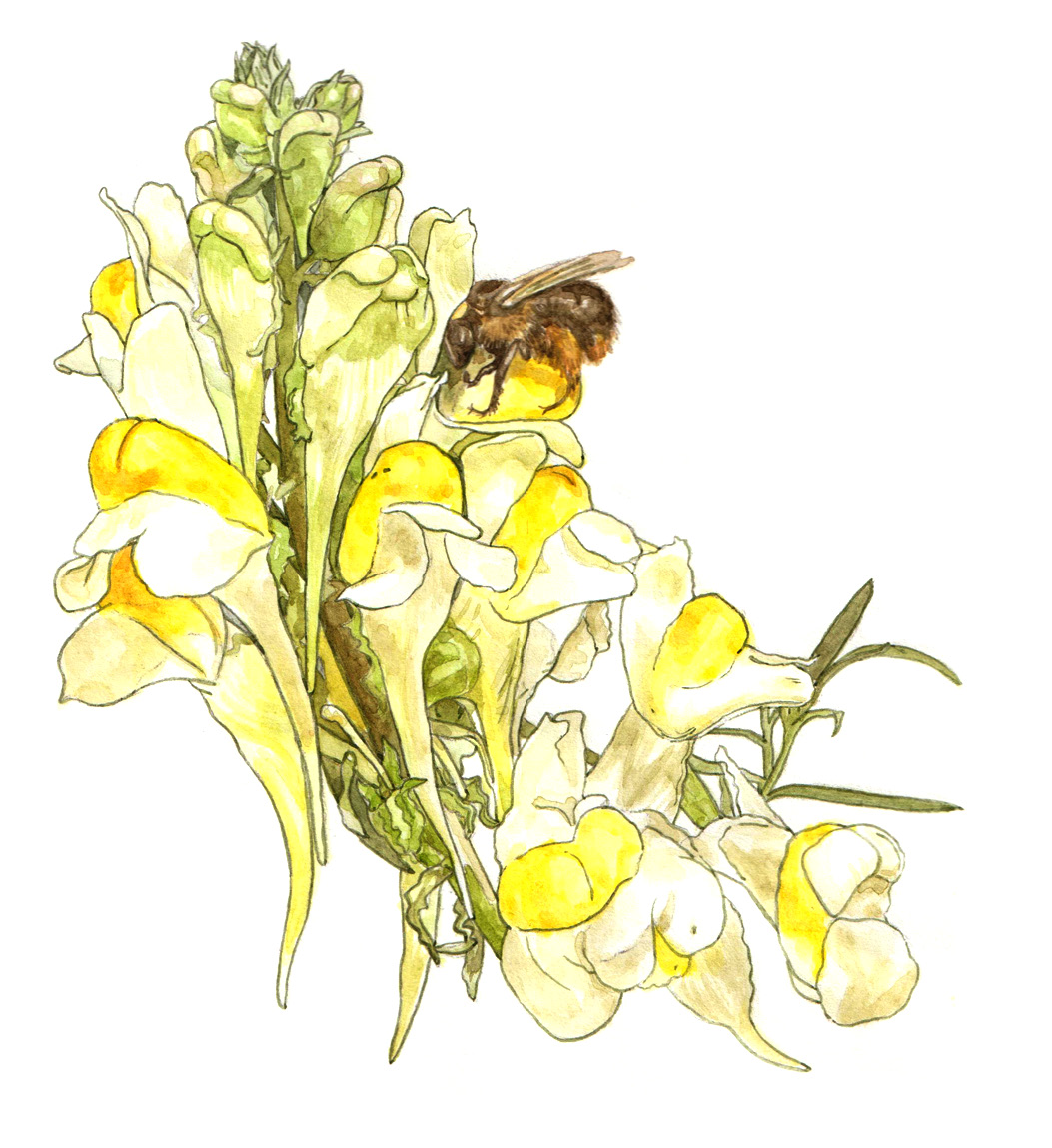 flower1