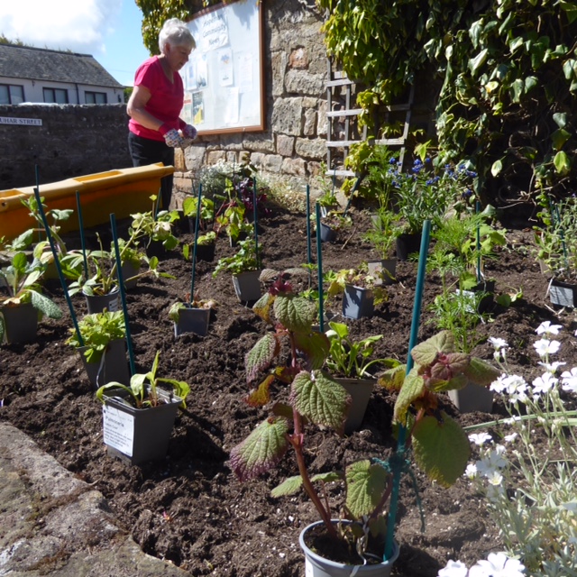 Planting day