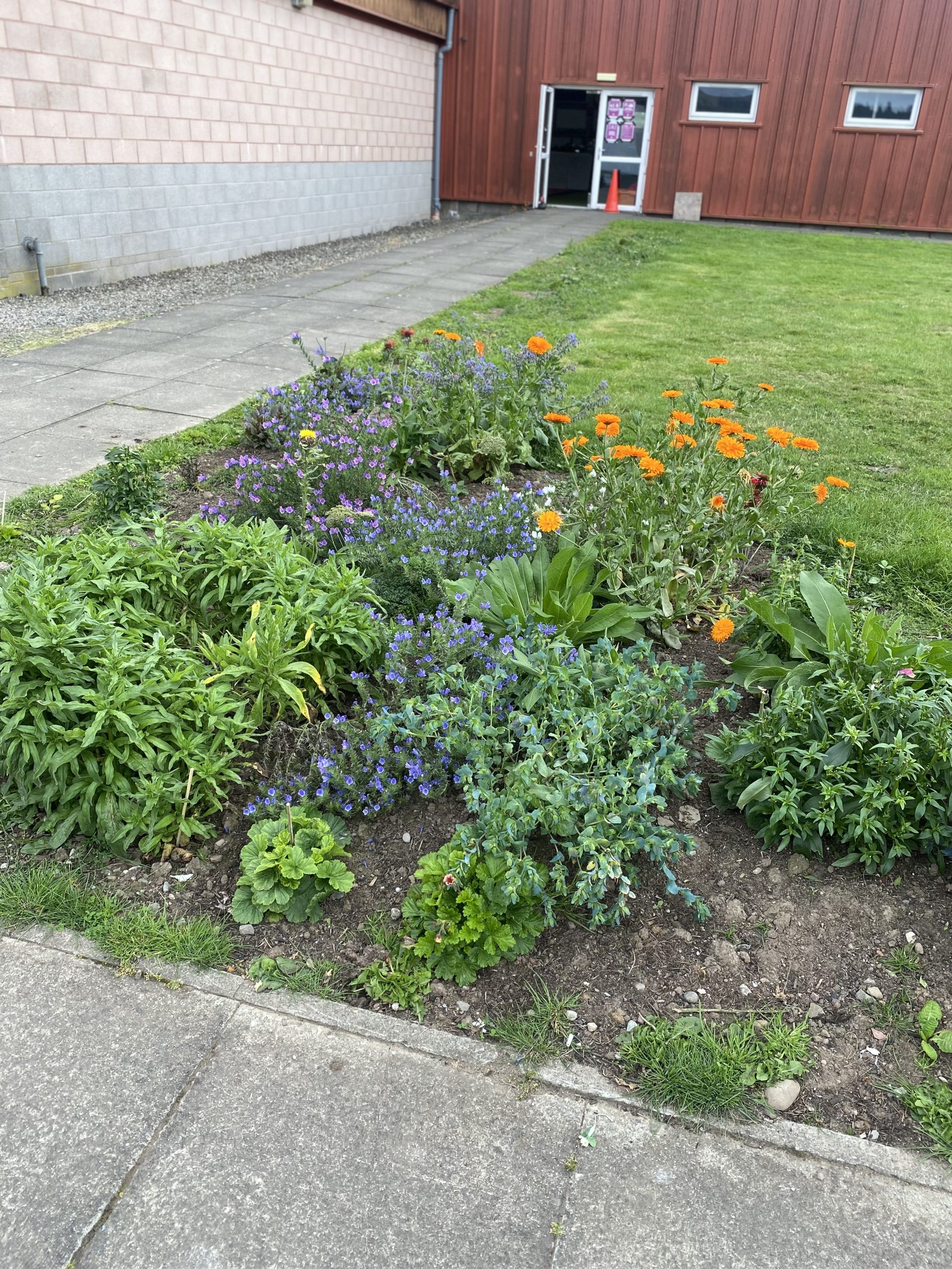 bee bed aug