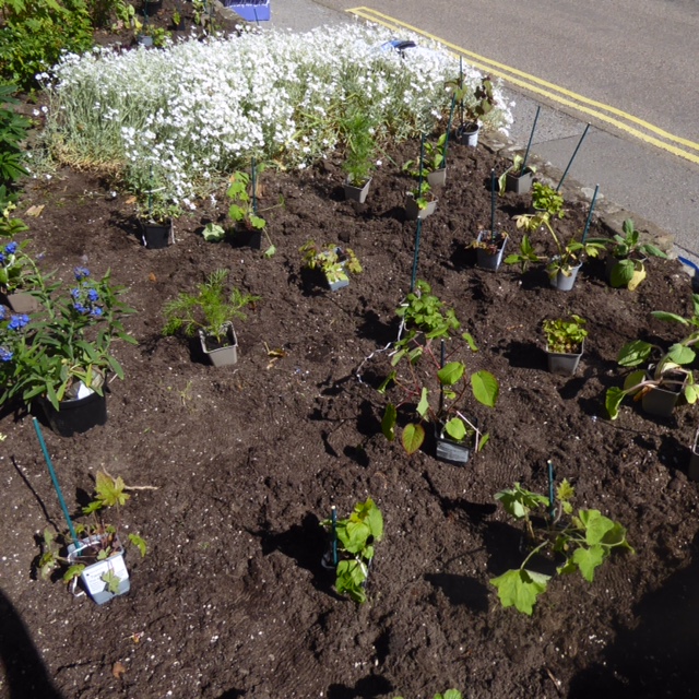 planting day(1)