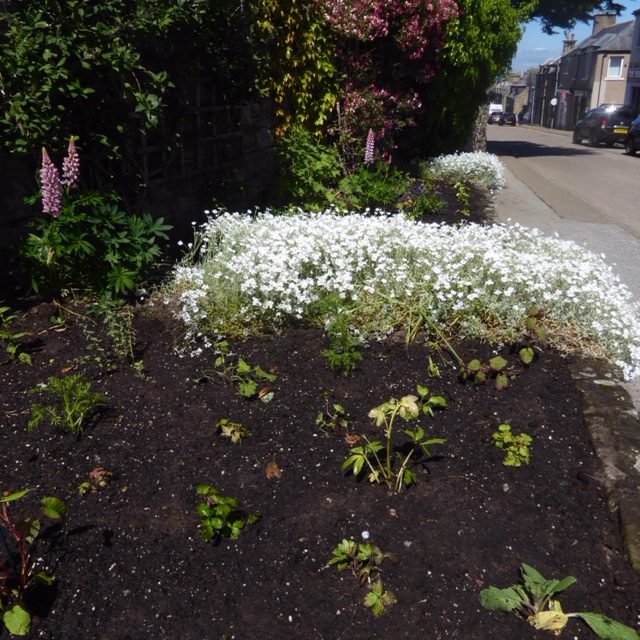 planting(1)