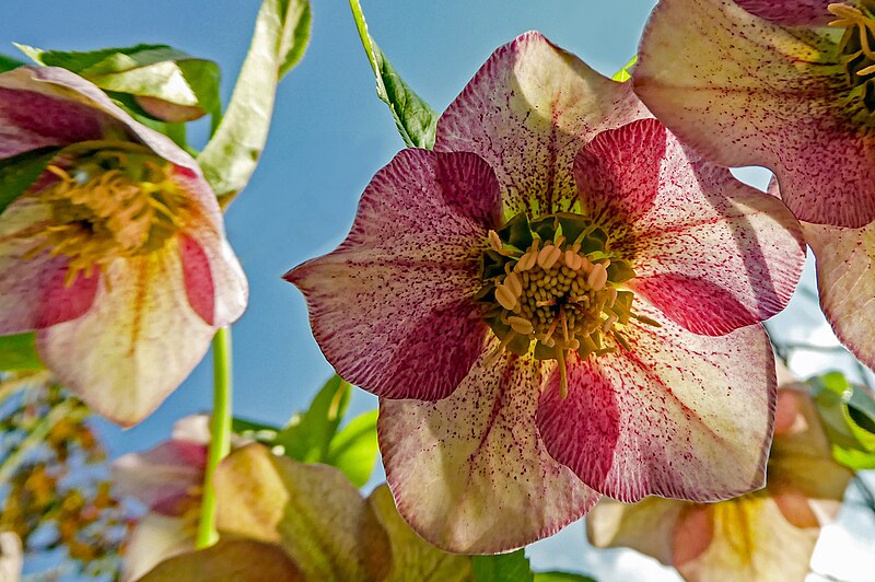 Hellebores