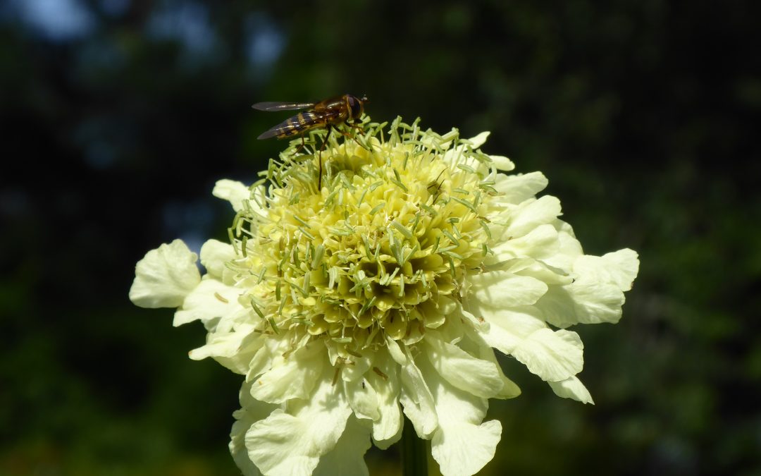 The Making of a Bee Bed