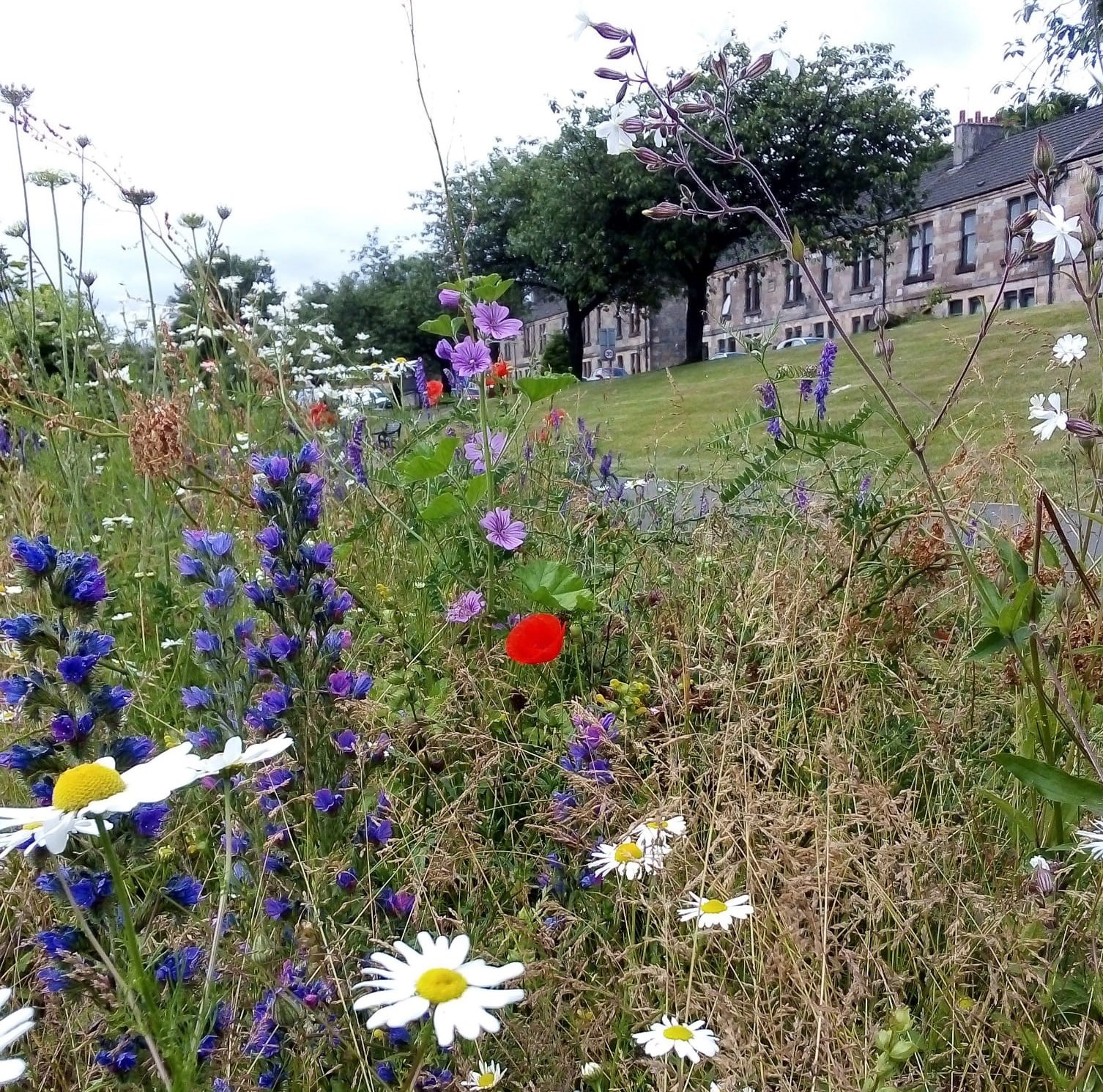 Wildflowers